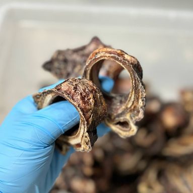 Калтык говяжий. Калтык говяжий